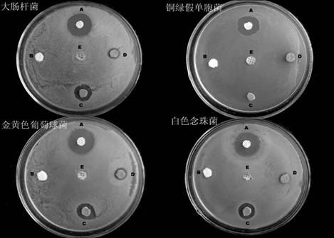 瑞安迪壳聚糖医用生物抗菌凝胶2.jpg